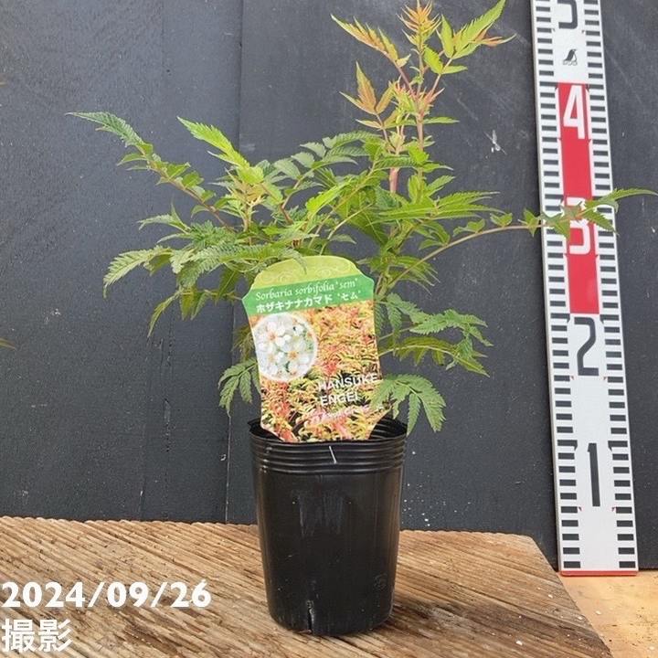 ホザキナナカマド セム 3号×2鉢セット|花木04-PA