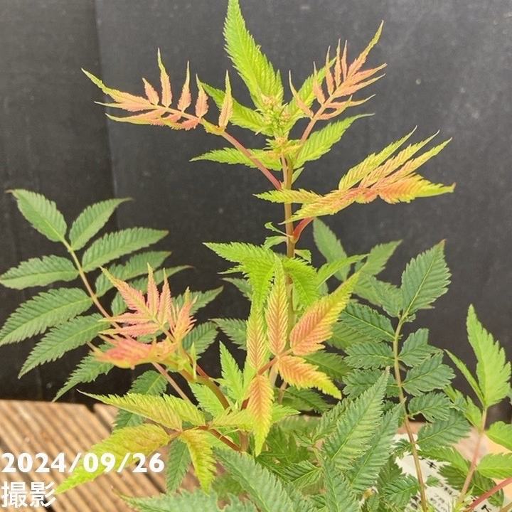 ホザキナナカマド セム 3号×2鉢セット|花木04-PA