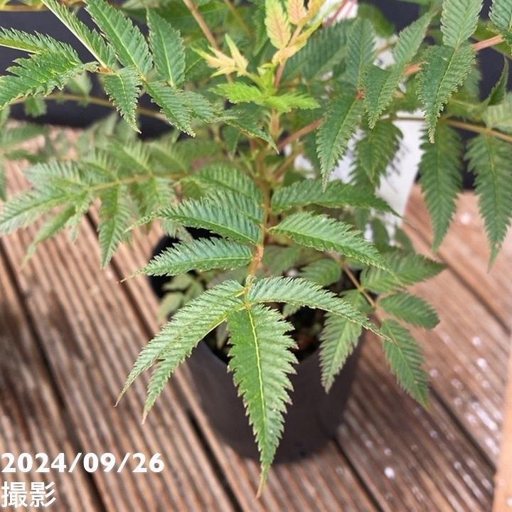 ホザキナナカマド セム 3号×2鉢セット|花木04-PA