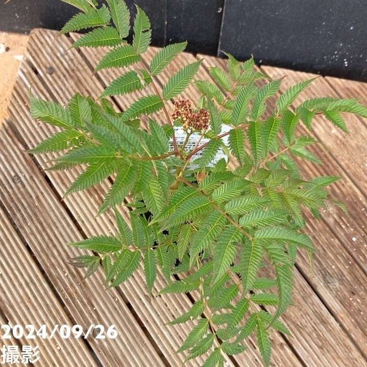 ホザキナナカマド セム 3号×2鉢セット|花木04-PA