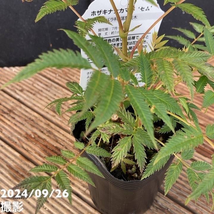 ホザキナナカマド セム 3号×2鉢セット|花木04-PA