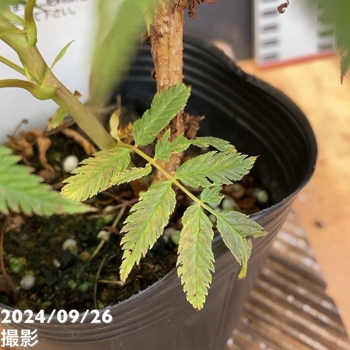 ホザキナナカマド セム 3号×2鉢セット|花木04-PA