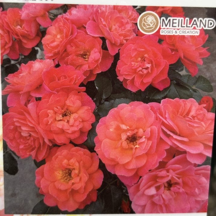 バラ大苗 シュガー キャンディー ローズ 4.5号ロングポット 京成バラ