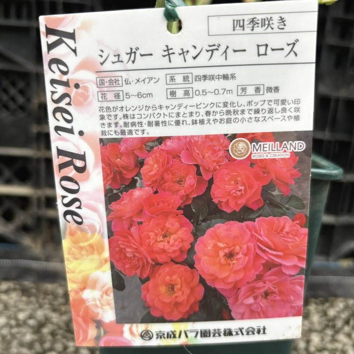 バラ大苗 シュガー キャンディー ローズ 4.5号ロングポット 京成バラ