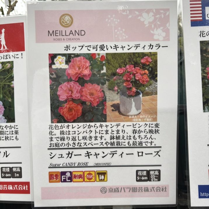 バラ大苗 シュガー キャンディー ローズ 4.5号ロングポット 京成バラ