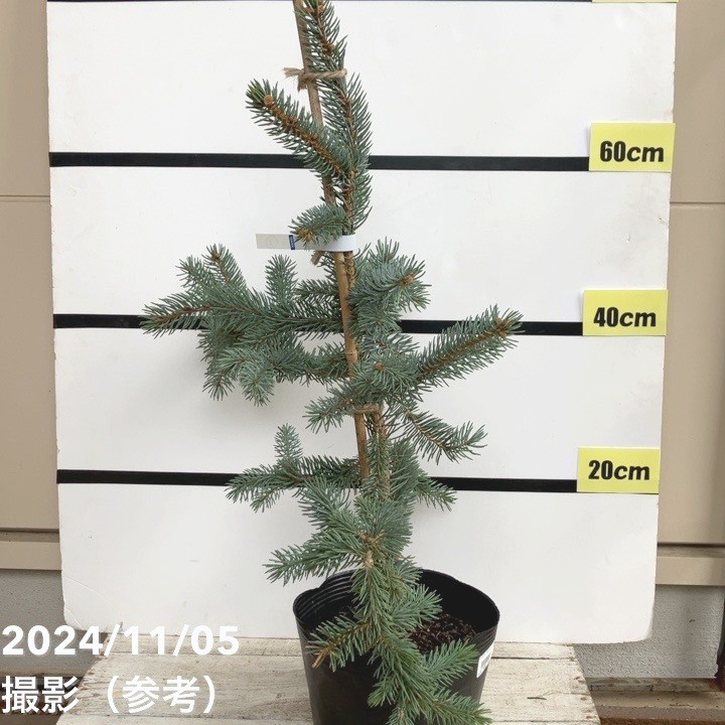 販売終了/直径64cm/生花/プンゲンストウヒと銀葉のXmasリース/壁掛け 販売終了/直径64cm/生花/プンゲンストウヒと銀葉のXmasリース/壁掛け