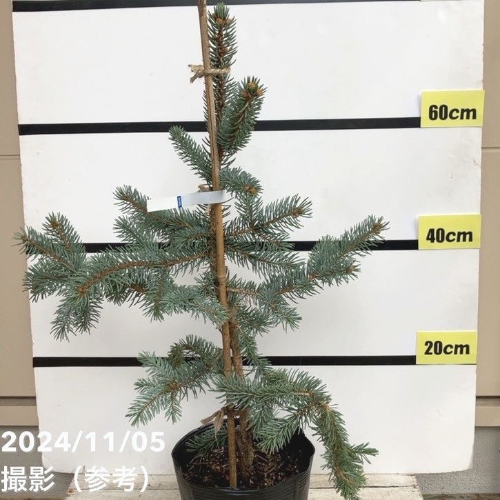 現品お届け】ピセア プンゲンス ホプシー 7号（3）｜花木04-PA | 花木