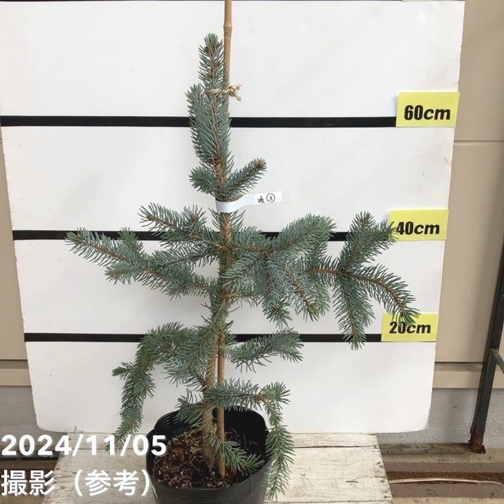 ホプシー8号 ホプシー8号 現品お届け】ピセア プンゲンス ホプシー 7号（3）｜花木04-PA