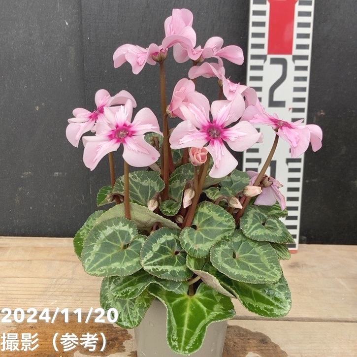 シクラメン イリュージア ピンクラテ 3号丸ポット×2株セット｜草花04