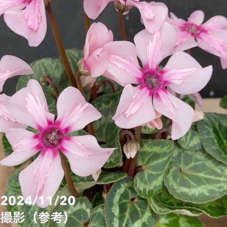 シクラメン イリュージア ピンクラテ 3号丸ポット×2株セット｜草花04