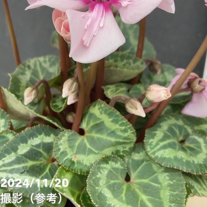 レア品種！シクラメン　ドラゴン ２色　イリュージア　ピンクラテ　３鉢セット シクラメン イリュージア ピンクラテ 3号丸ポット×2株セット｜草花04