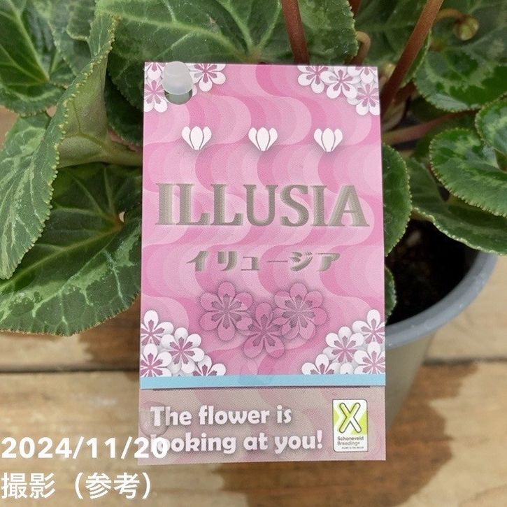 シクラメン イリュージア ピンクラテ 3号丸ポット×2株セット｜草花04