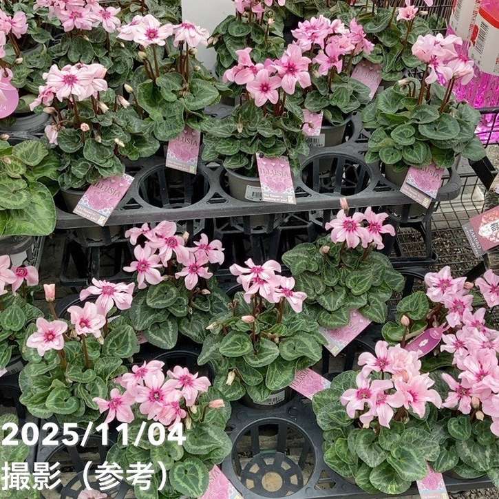 シクラメン イリュージア ピンクラテ 3号丸ポット×2株セット｜草花04