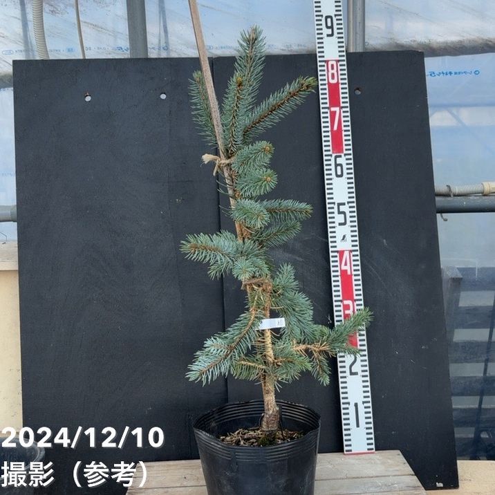 現品お届け】ピセア プンゲンス ホプシー 7号（5）｜花木04-PA | 花木