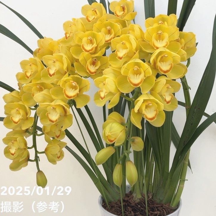 ☆シンビジューム☆CYM キラメキ☆アーチ型☆陶器7号鉢☆2F