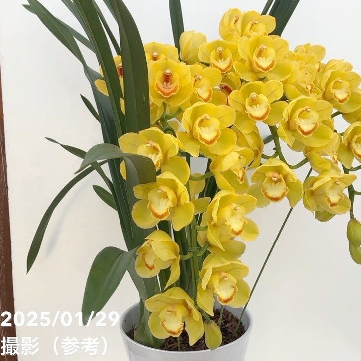 現品お届け 訳あり】シンビジューム アーチ 8号陶器鉢 3本立黄色系