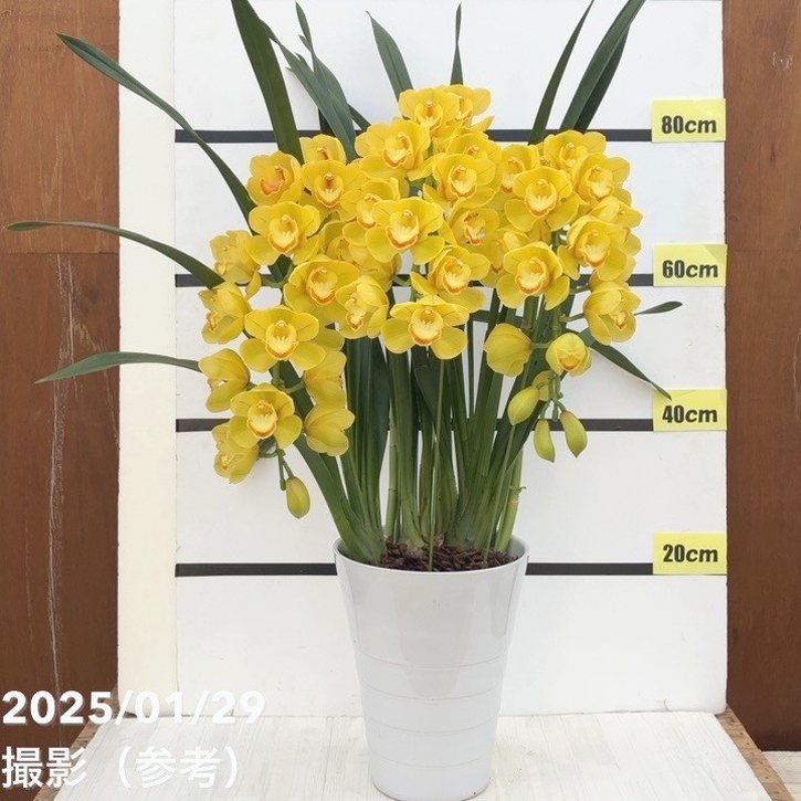現品お届け 訳あり】シンビジューム アーチ 8号陶器鉢 3本立黄色系