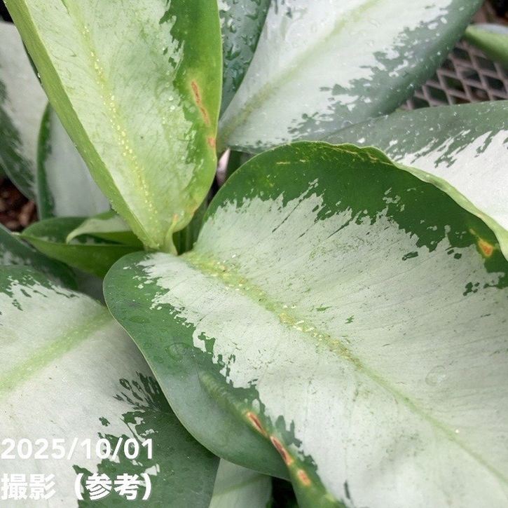 期間限定10％OFF！】【レア品種】アグラオネマ 6号 オオサカブラック