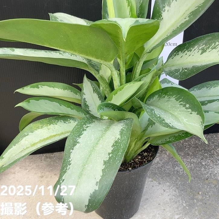 レア品種】アグラオネマ 6号 オオサカブラック｜観葉10-TU | 観葉