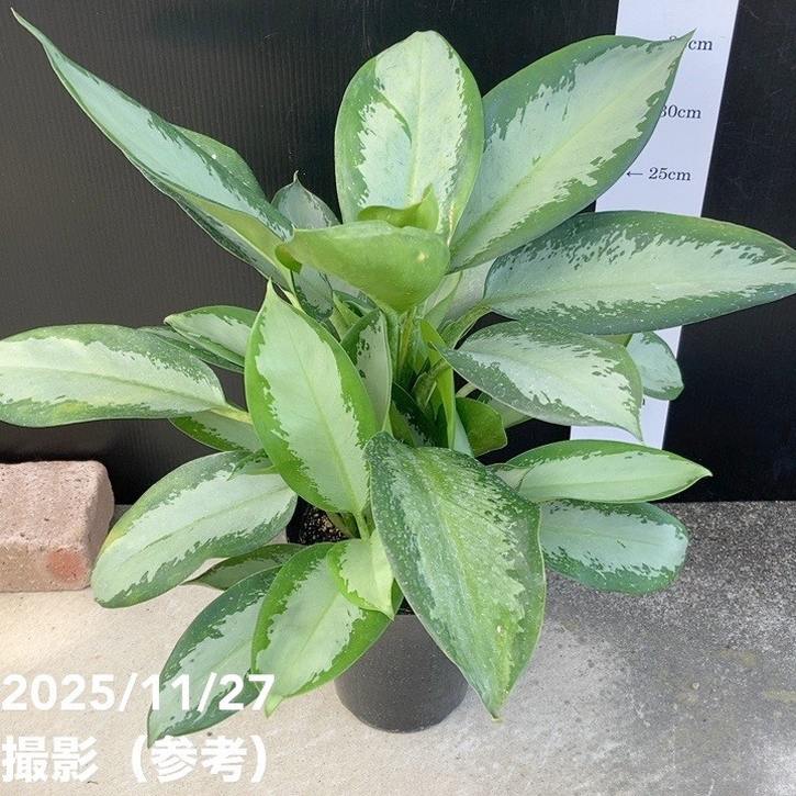 レア品種】アグラオネマ 6号 オオサカブラック｜観葉10-TU | 観葉