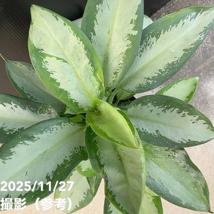 期間限定10％OFF！】【レア品種】アグラオネマ 6号 オオサカブラック