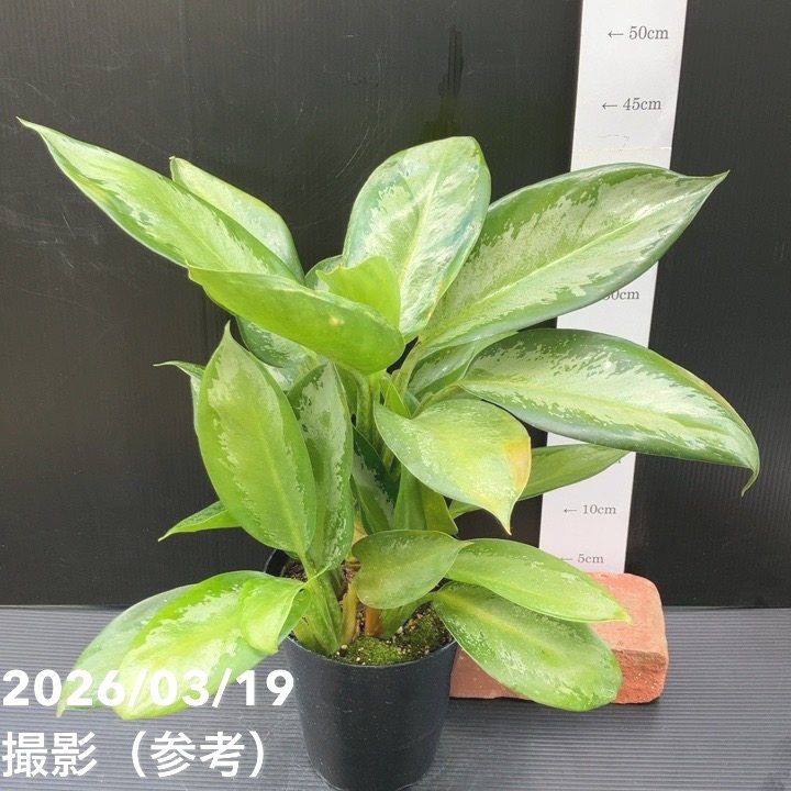 レア品種】アグラオネマ 6号 オオサカブラック｜観葉10-TU | 観葉
