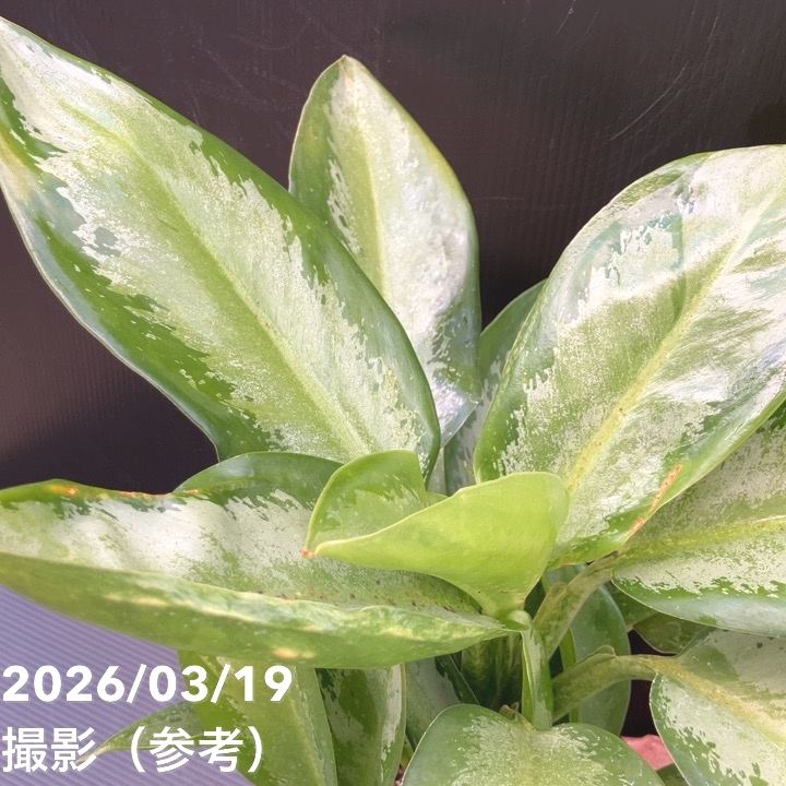 レア品種】アグラオネマ 6号 オオサカブラック｜観葉10-TU | 観葉