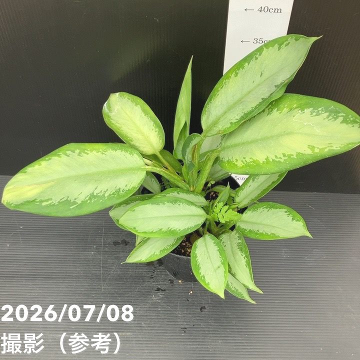 決算P5倍！10%OFF！8/2まで】【レア品種】アグラオネマ 6号 オオサカ