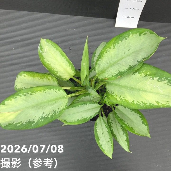 レア品種】アグラオネマ 6号 オオサカブラック｜観葉10-TU | 観葉