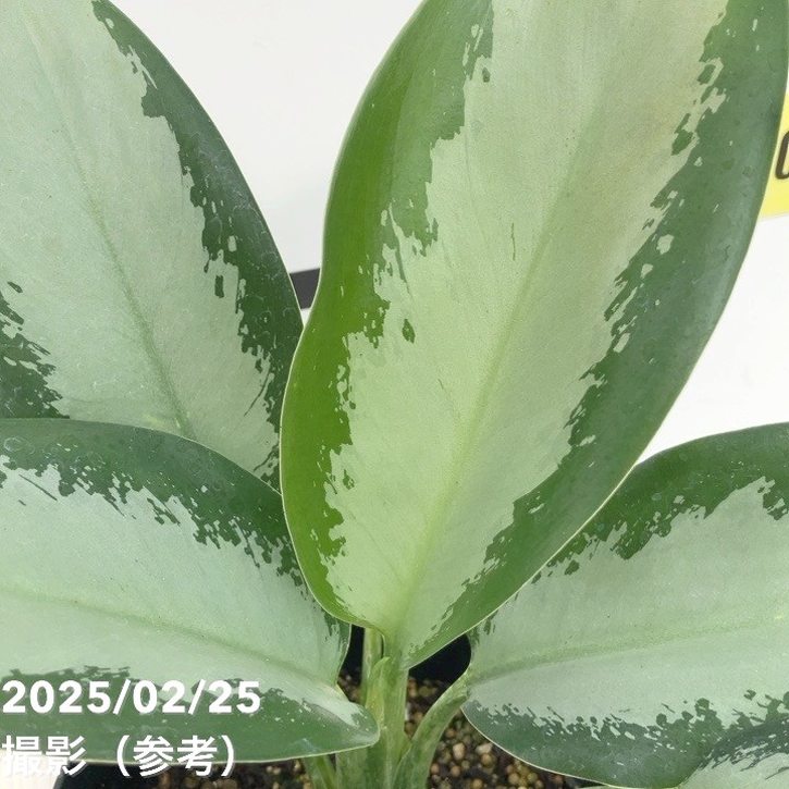 アグラオネマ　オオサカブラック　No.001　鉢、送料込　メルカリ便 アグラオネマ オオサカブラック | GREEN LUCK