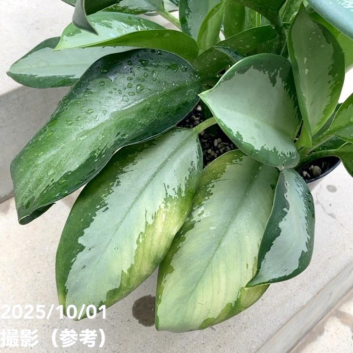 レア品種】アグラオネマ 6号 オオサカブラック｜観葉10-TU | 観葉