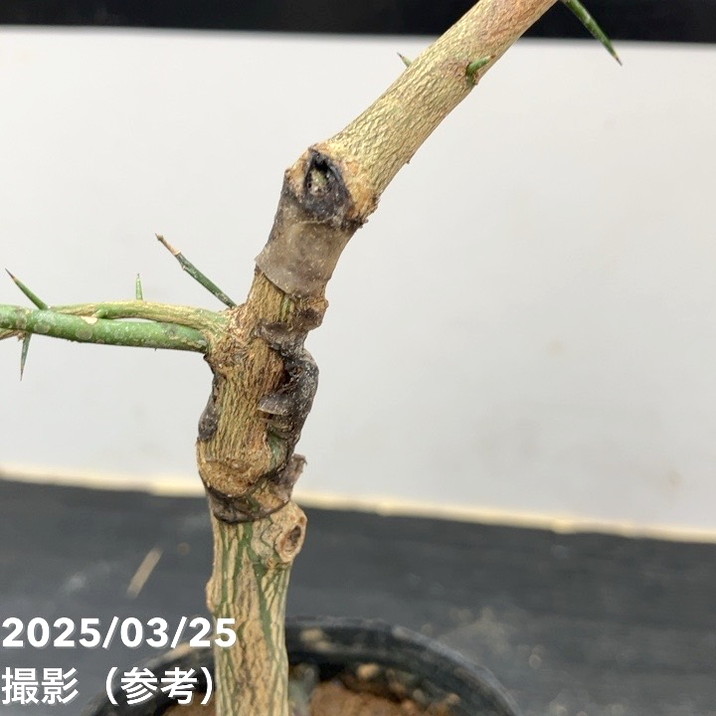 フィンガーライム 4.5号 リックスレッド｜柑橘｜果樹10-TU | 果樹,柑橘