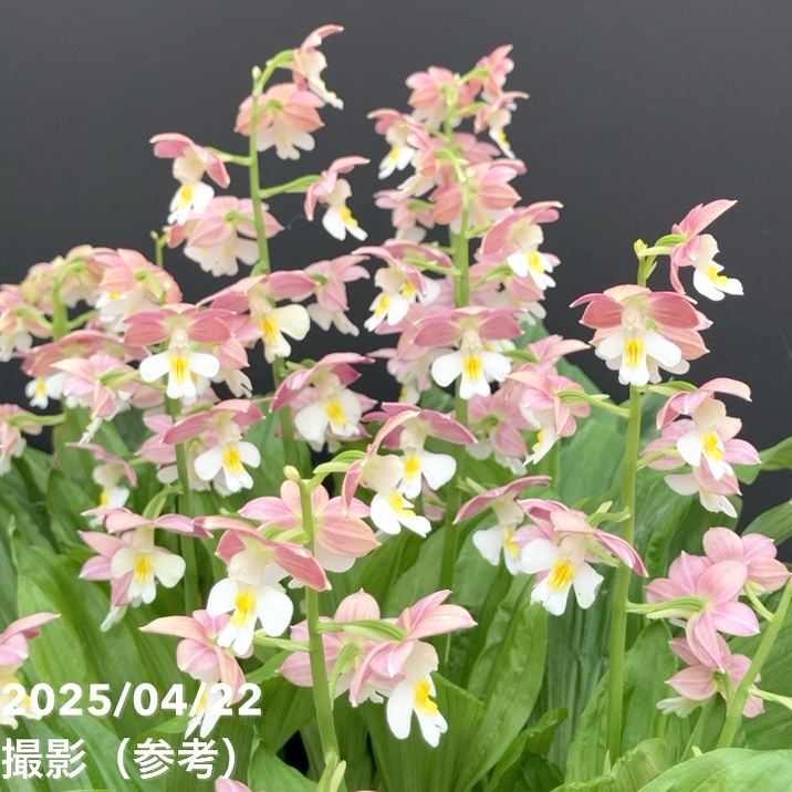 現品お届け】エビネ 9号（6）｜洋蘭10-TU | 草花,洋ラン | 赤塚植物園