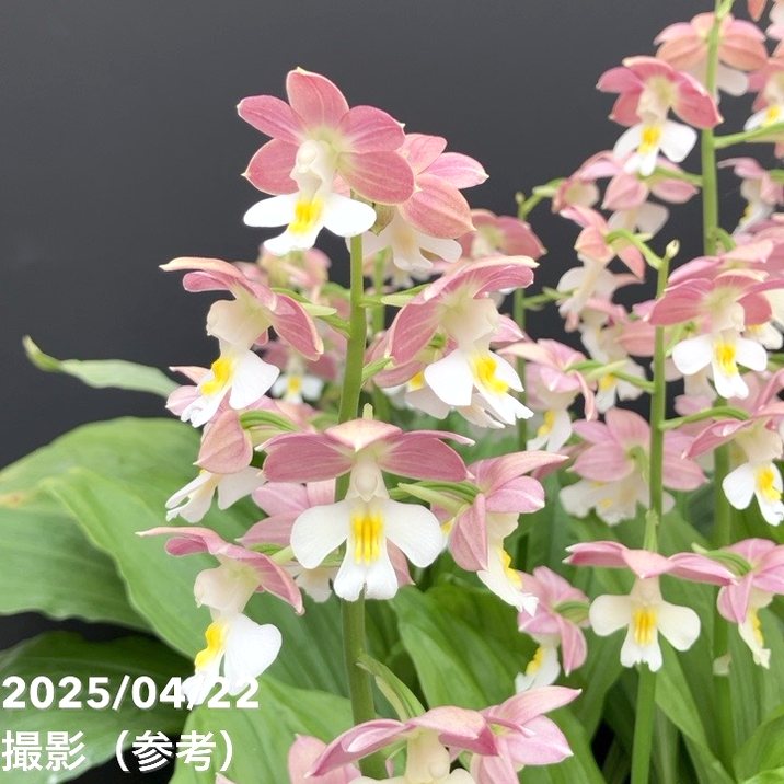 エビネ　エビネ蘭　蘭　苗　〘 e 9 〙 超激 希少 エビネ エビネ蘭 蘭 苗 〘 e 9 〙 超激 希少 エビネ エビネ蘭 蘭 苗