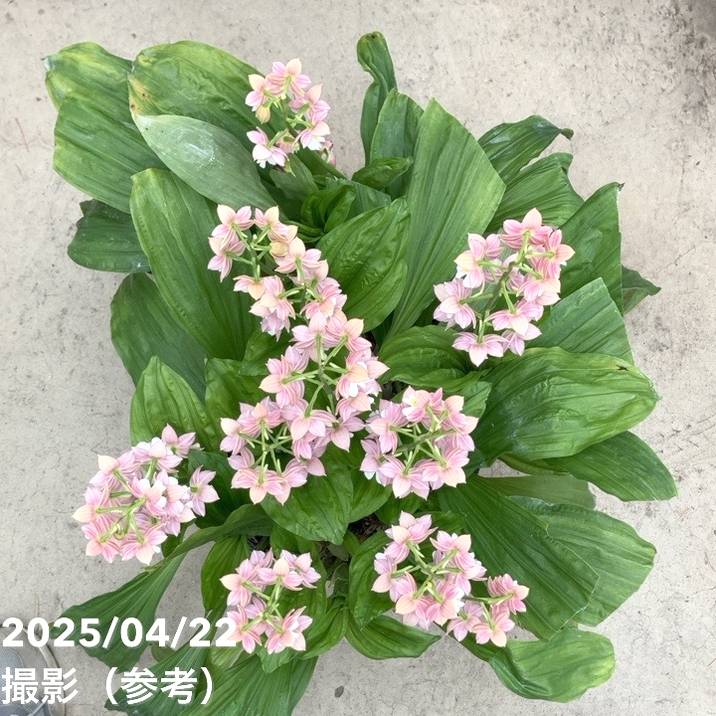 エビネ　エビネ蘭　蘭　苗　〘 e 9 〙 超激 希少 エビネ エビネ蘭 蘭 苗 〘 e 9 〙 超激 希少 エビネ エビネ蘭 蘭 苗