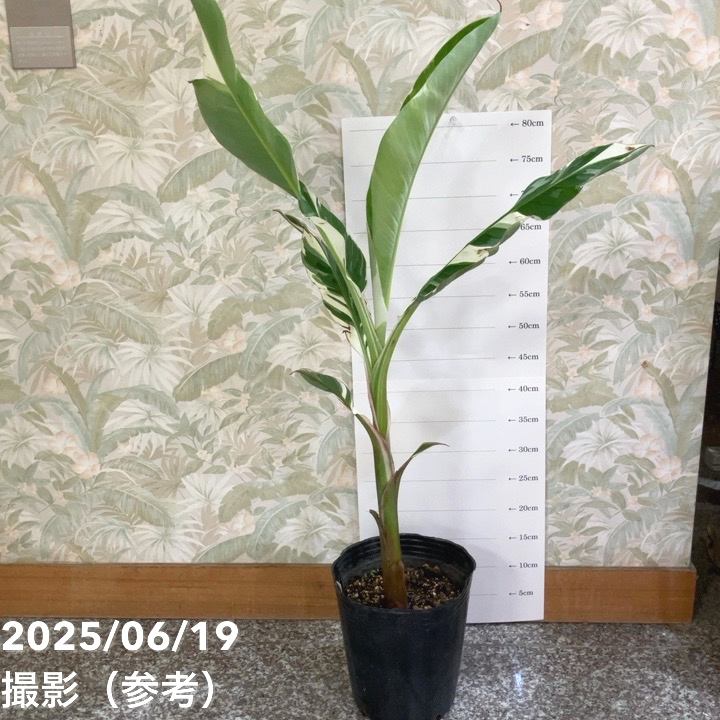 現品お届け】斑入りバナナ フロリダ 7号｜観葉04-PA | 果樹,[珍しい