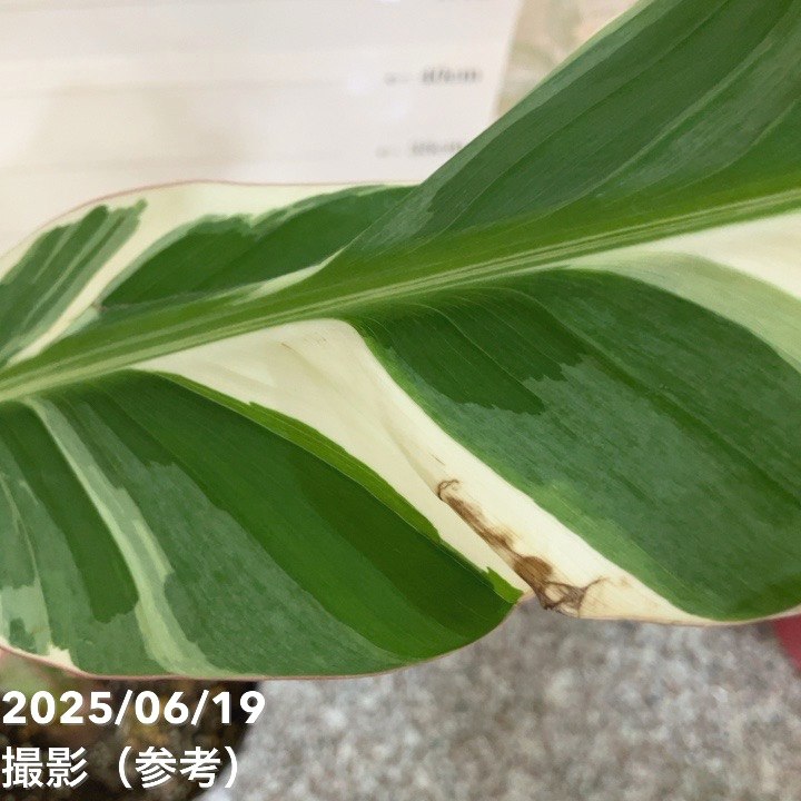 現品】 ムサ・アエアエバナナ(フロリダバナナ) 斑入りバナナ 8号 4Z番