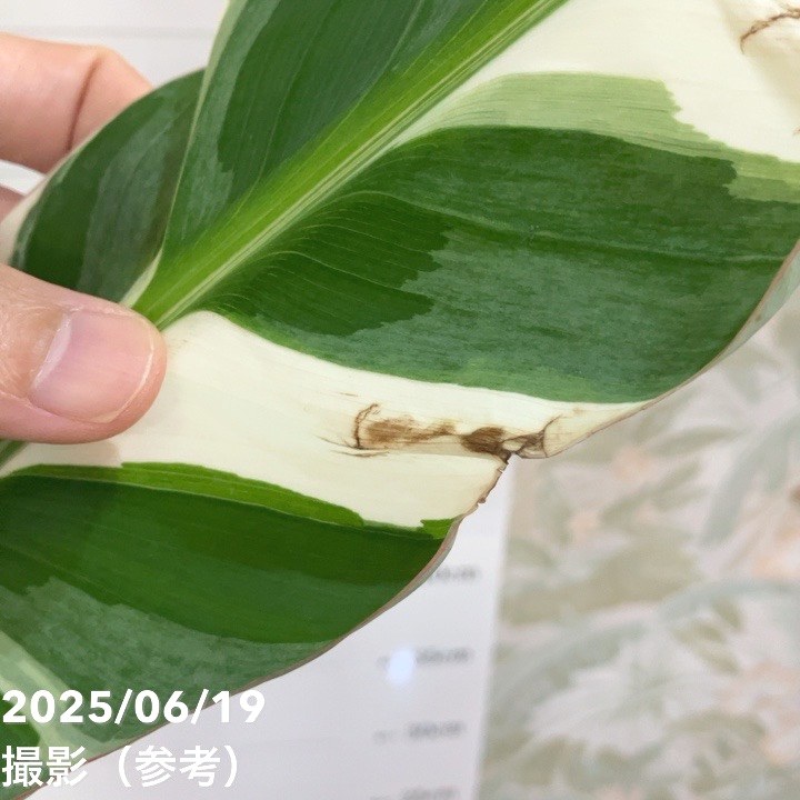 斑入りバナナ　中型観葉植物 緑白ストライプ 斑入りバナナ 中型観葉植物 緑白ストライプ