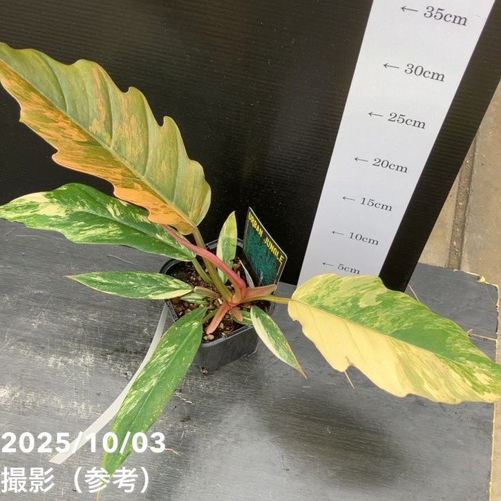 現品お届け】フィロデンドロン キャラメルマーブル 3.5号（2）｜観葉10