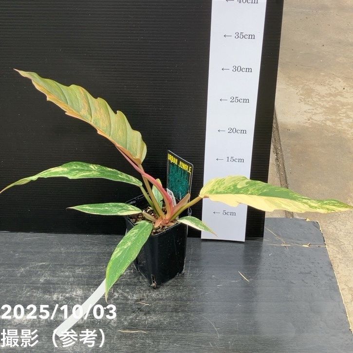 フィロデンドロン　キャラメルマーブル フィロデンドロン キャラメルマーブル | GREEN LUCK