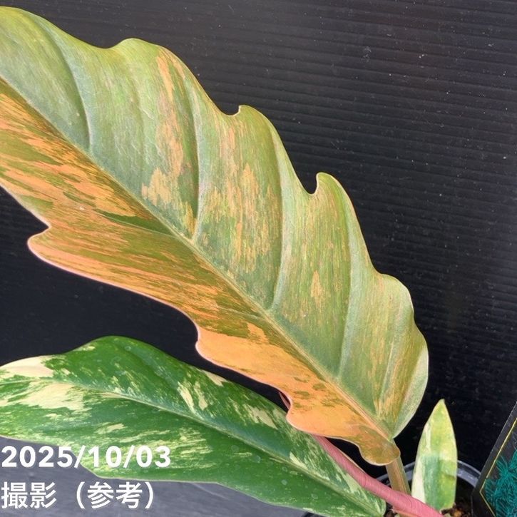 期間限定10％OFF！】【現品お届け】フィロデンドロン キャラメル