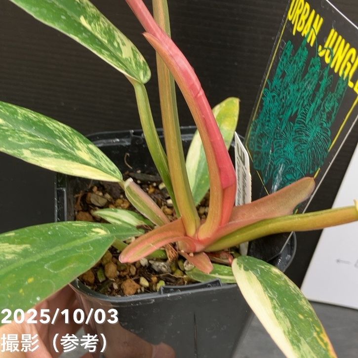 期間限定10％OFF！】【現品お届け】フィロデンドロン キャラメル