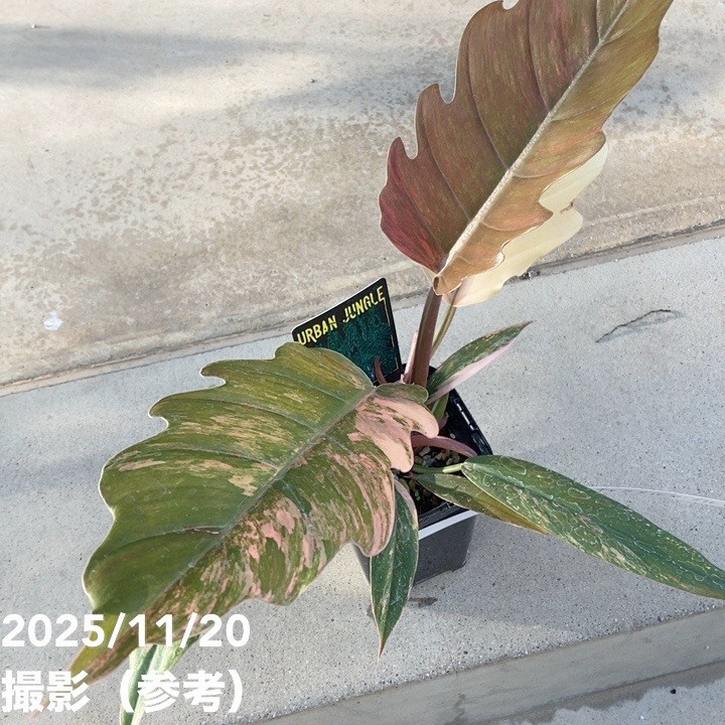 期間限定10％OFF！】【現品お届け】フィロデンドロン キャラメル