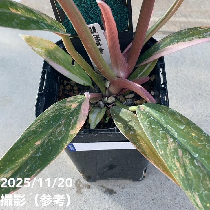 期間限定10％OFF！】【現品お届け】フィロデンドロン キャラメル