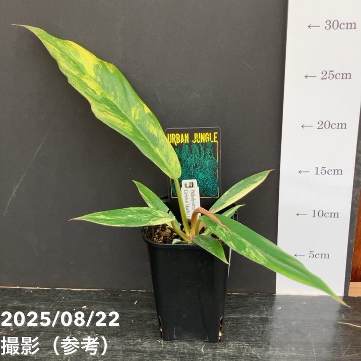 期間限定10％OFF！】【現品お届け】フィロデンドロン キャラメル