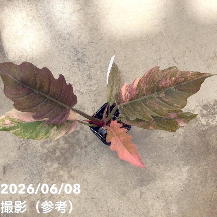 現品お届け】フィロデンドロン キャラメルマーブル 3.5号（2）｜観葉10