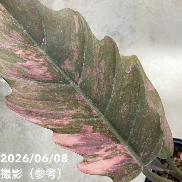 65周年記念セール】【現品お届け】フィロデンドロン キャラメル