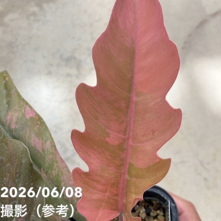 現品お届け】フィロデンドロン キャラメルマーブル 3.5号（2）｜観葉10