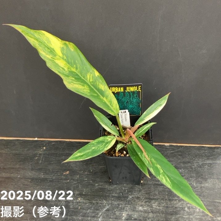 【本日限定価格】フィロデンドロン キャラメルマーブル 期間限定10％OFF！】【現品お届け】フィロデンドロン キャラメル