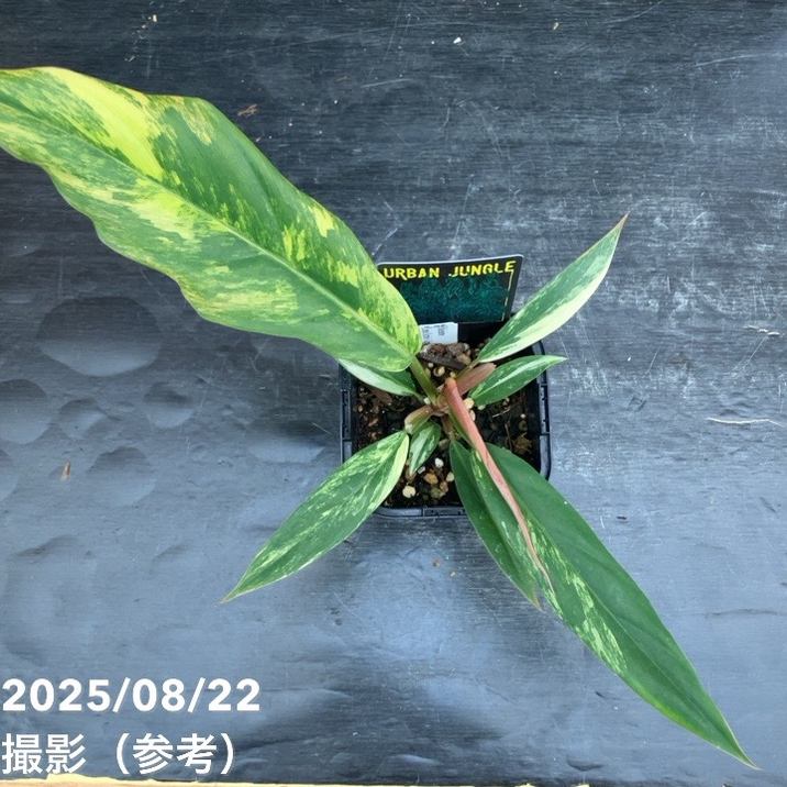 期間限定10％OFF！】【現品お届け】フィロデンドロン キャラメル